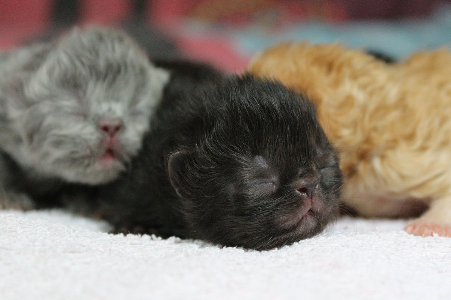 chatons persan de 1 semaine