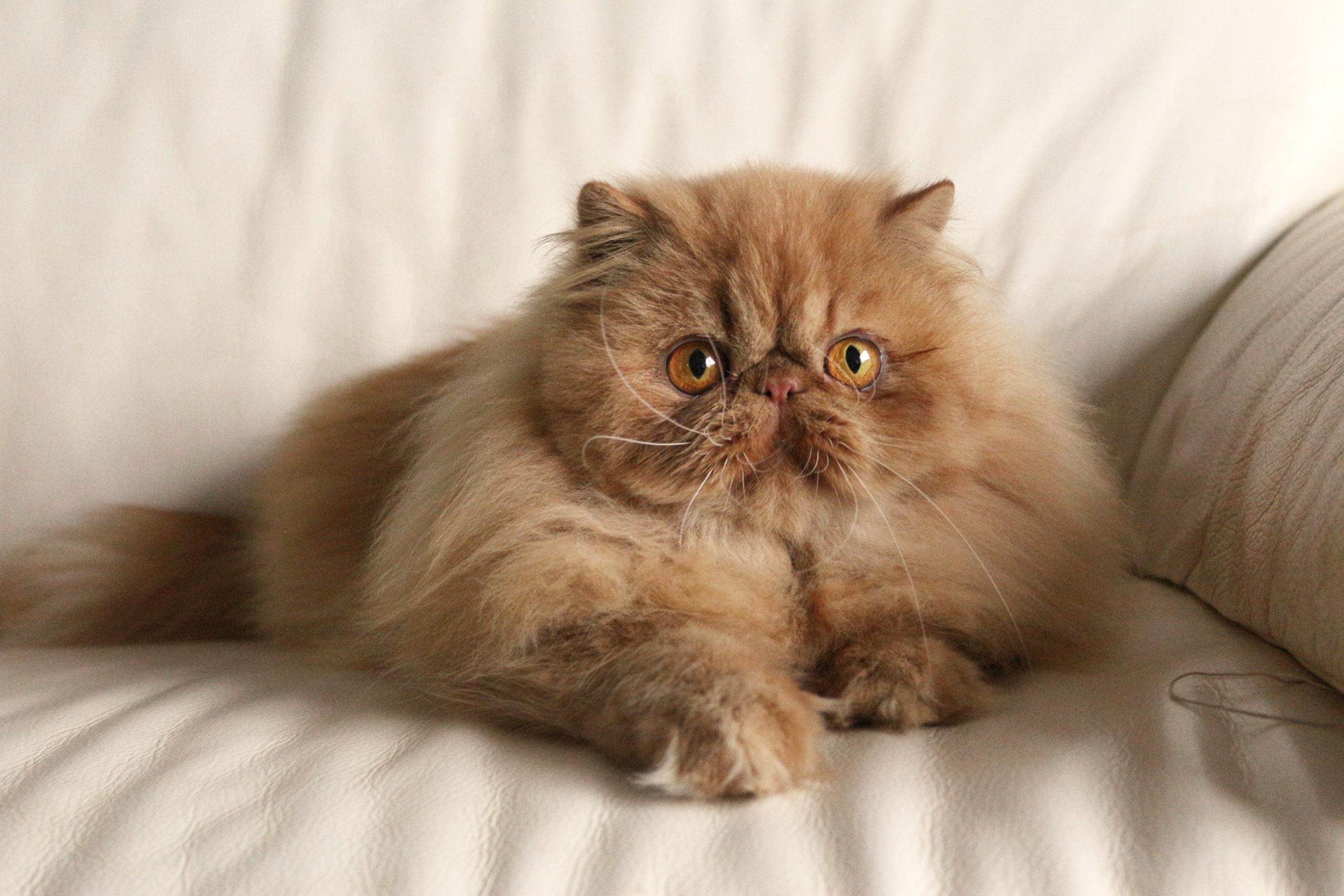 Nouvelles photos des chatons persans de Chanel !