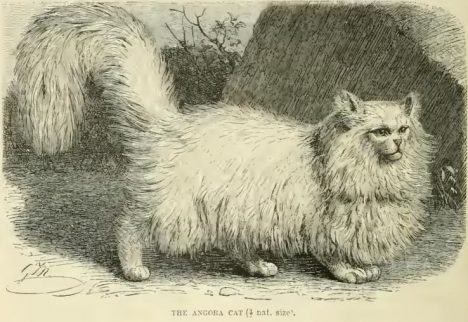 Le chat angora / persan, gravure de 1894