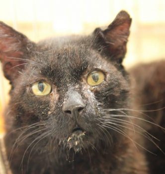 Le Sida Du Chat Ou Fiv Royal Fragrance