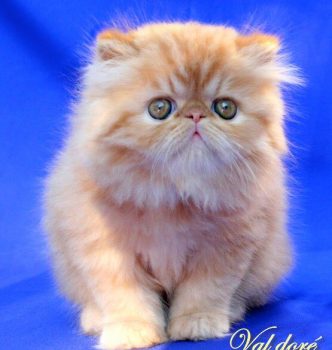 Des bébés à venir !