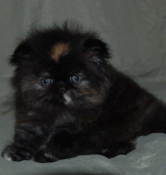 La suite des réjouissance !