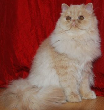 Femelles persan et exotic shorthair LOOF, élevage