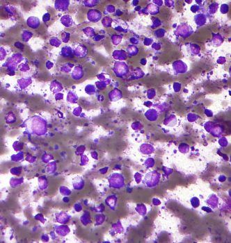 La leucose féline ou FeLV