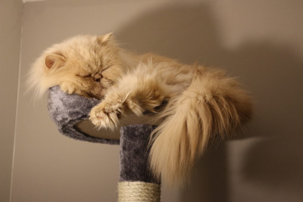 Dior perchée en haut de l'arbre à chat : la reine de la savane !