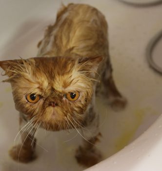 Création d’une page sur le toilettage du persan !