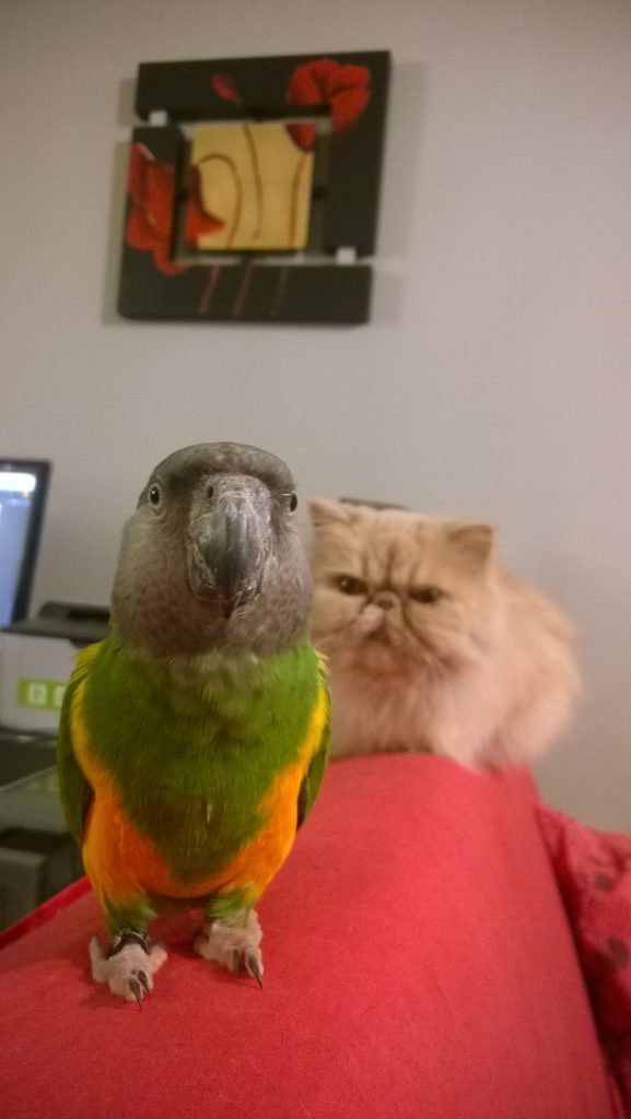 Femelle persan et perroquet