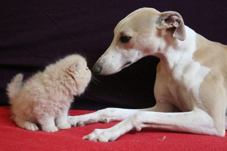 Un chaton persan et un lévrier whippet