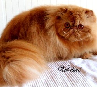 Mâles persans LOOF, élevage