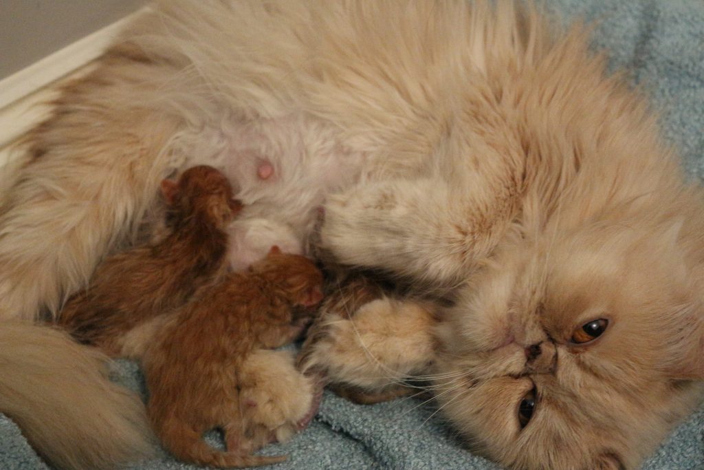 Chatons persans roux et crème, J0