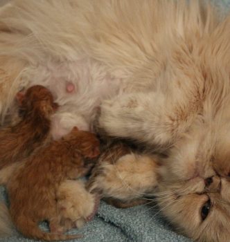 Bienvenue aux bébés de Dior et Guess !