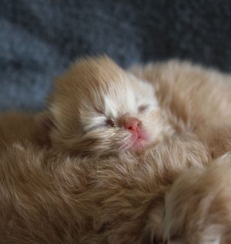 De nouvelles photos des chatons de Chanel !