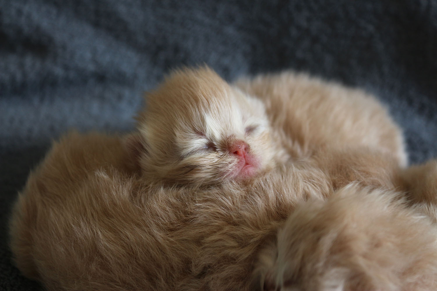 Chewbacca fait un carton au Paris Cat Show !