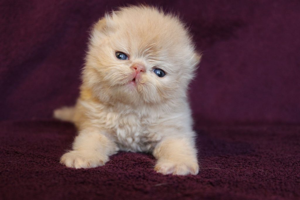 chaton persan crème clair mâle 3 semaines
