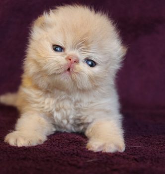 Nouvelles photos des chatons persans de Chanel !