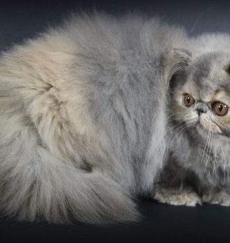 Bienvenue à Lotus d’Eden de Bast !