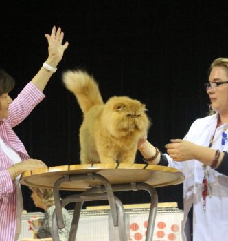 Exposition FiFE – Le Péage de Roussillon 2015