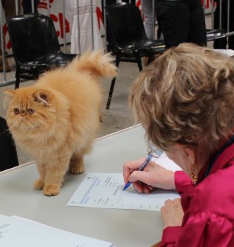Exposition internationale LOOF 2015 à Avignon !