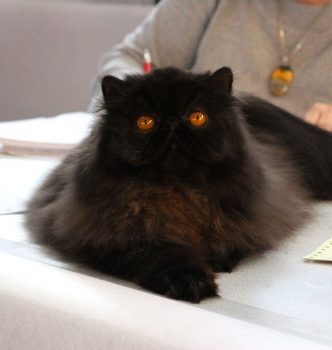 Expositions internationales Fife de Lyon 2015 !