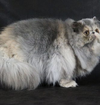 Notre Lotus grandit !