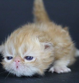 De nouvelles photos des chatons !