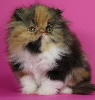 Les chatons grandissent !
