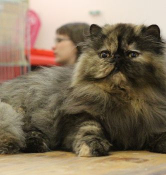 Bravo à nos chatons !