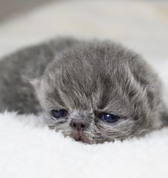 Nouvelles photos des chatons