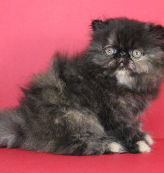 Les chatons ont 2 mois !