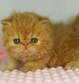 Premières photos des chatons