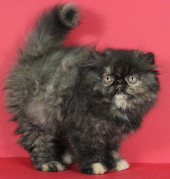 Une nouvelle recrue !