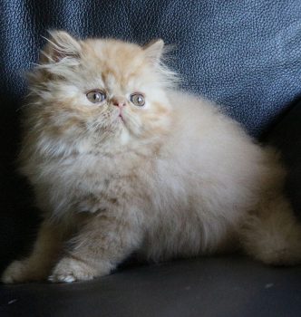 Photos des chatons à 2,5 mois !