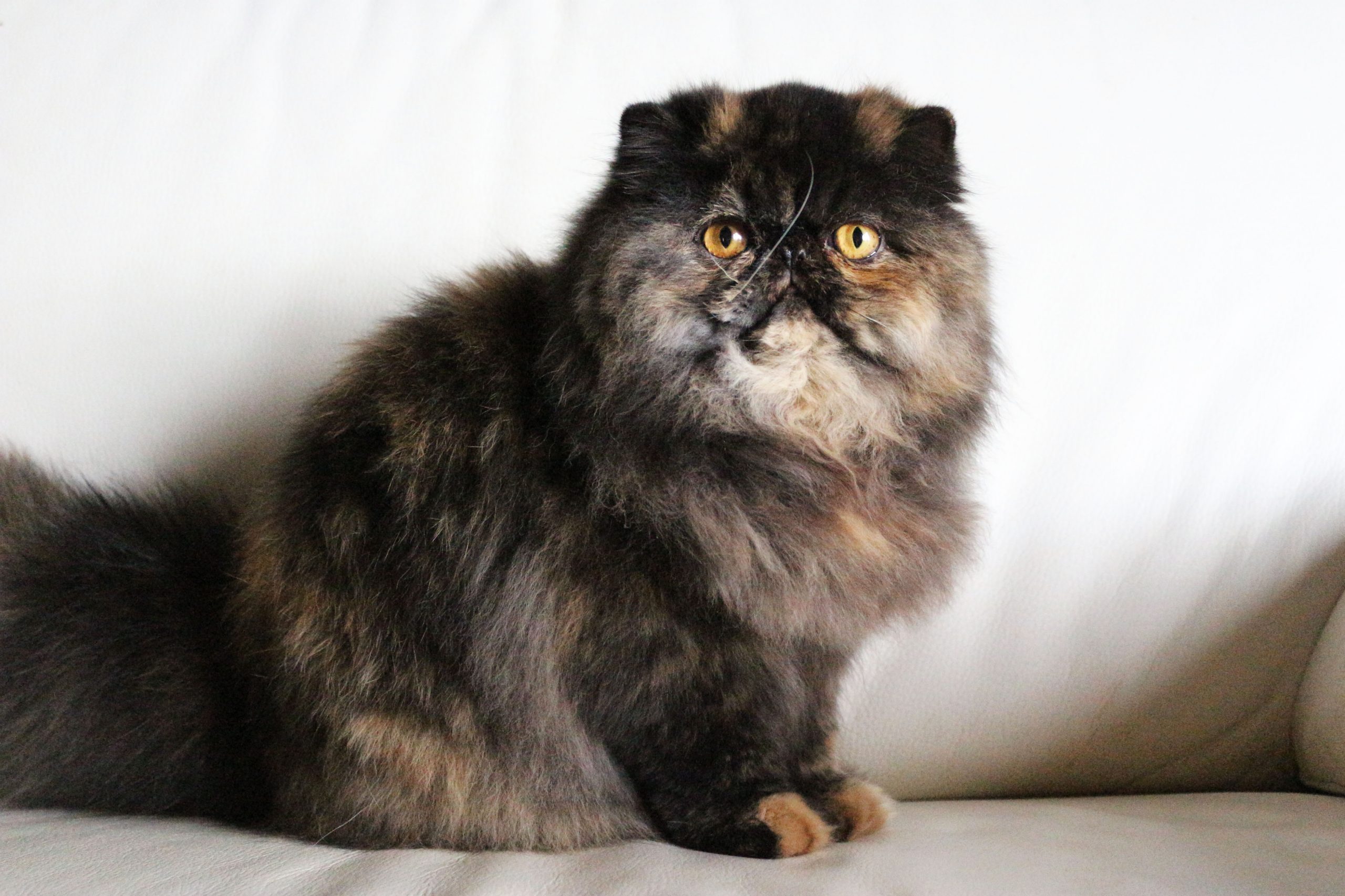 etoile persan femelle tortie