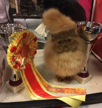 Chewbacca fait un carton au Paris Cat Show !