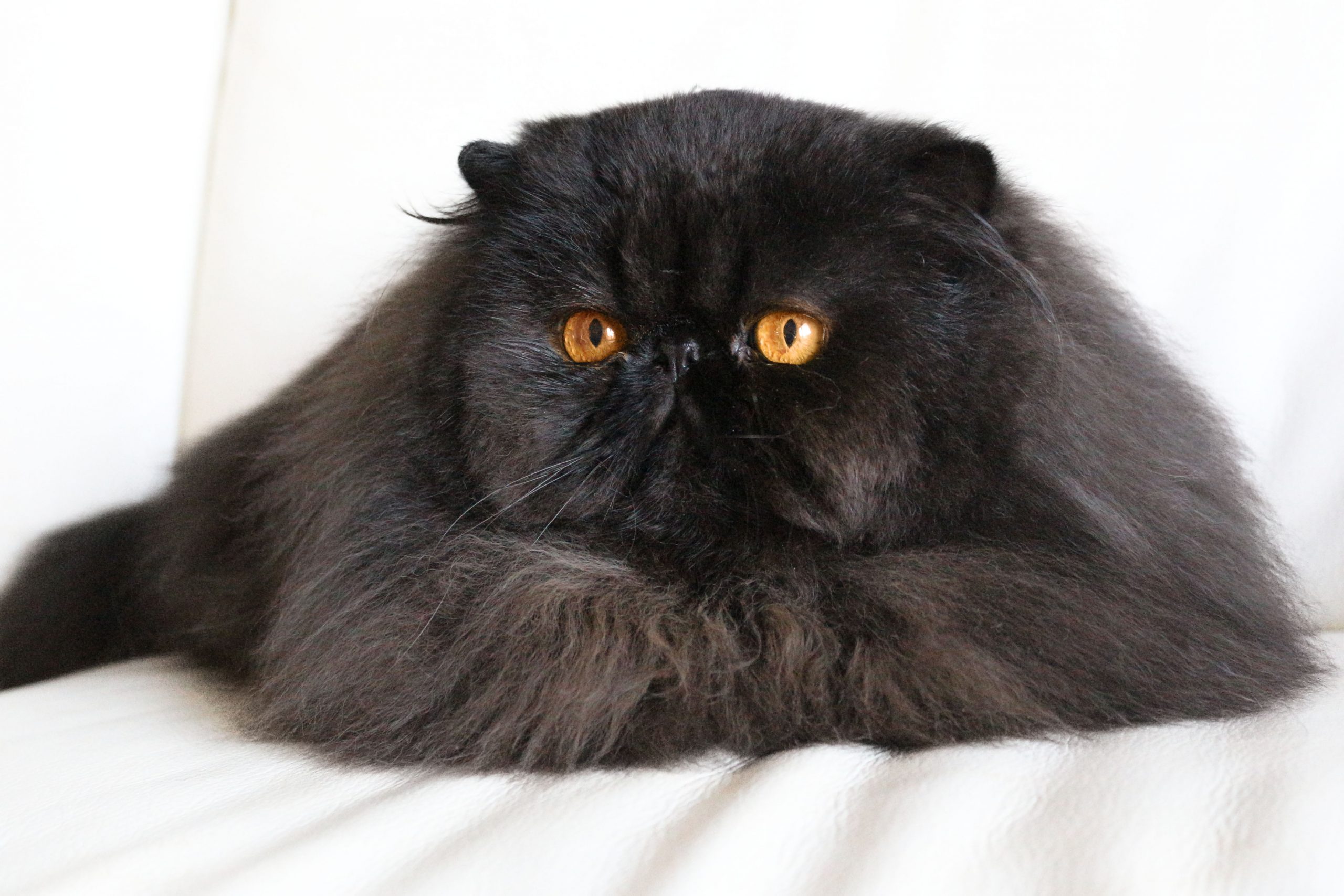 chat persan noir