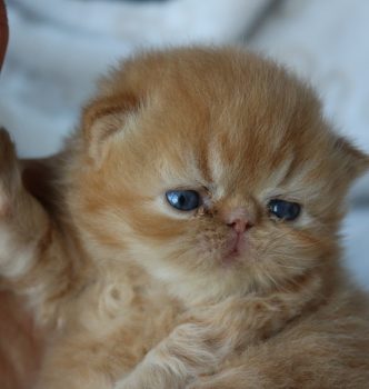 Premières photos des chatons d’Etoile