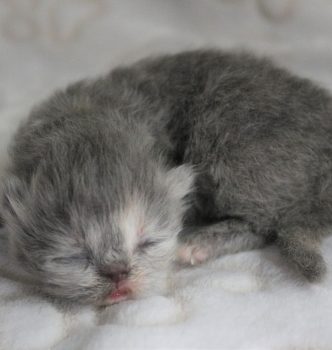 Photos des bébés de Nuit Etoilée