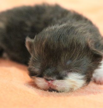 Les premiers chatons de l’année