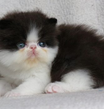 De nouvelles photos des chatons !