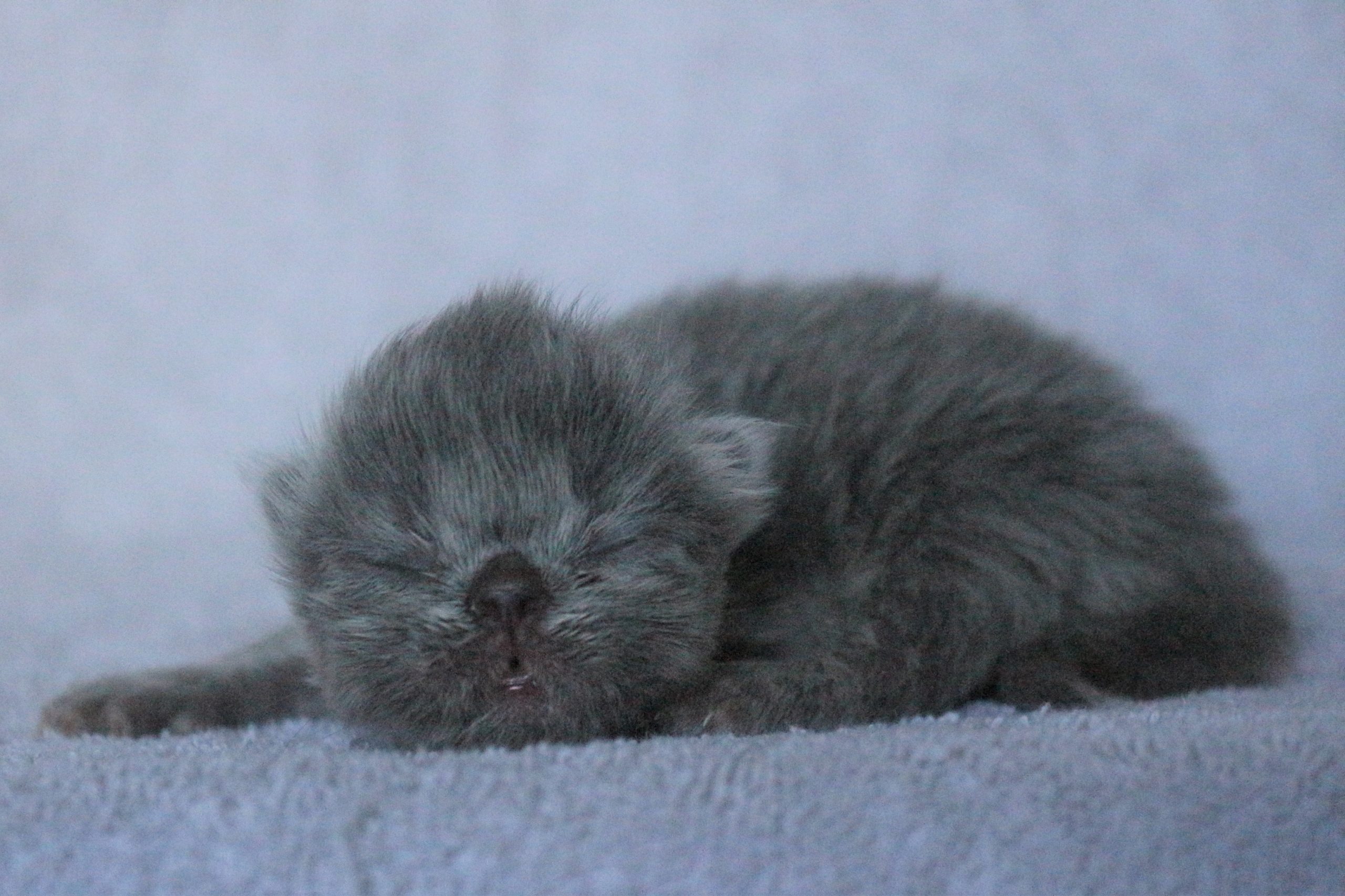 Les bébés de Lotus sont nés