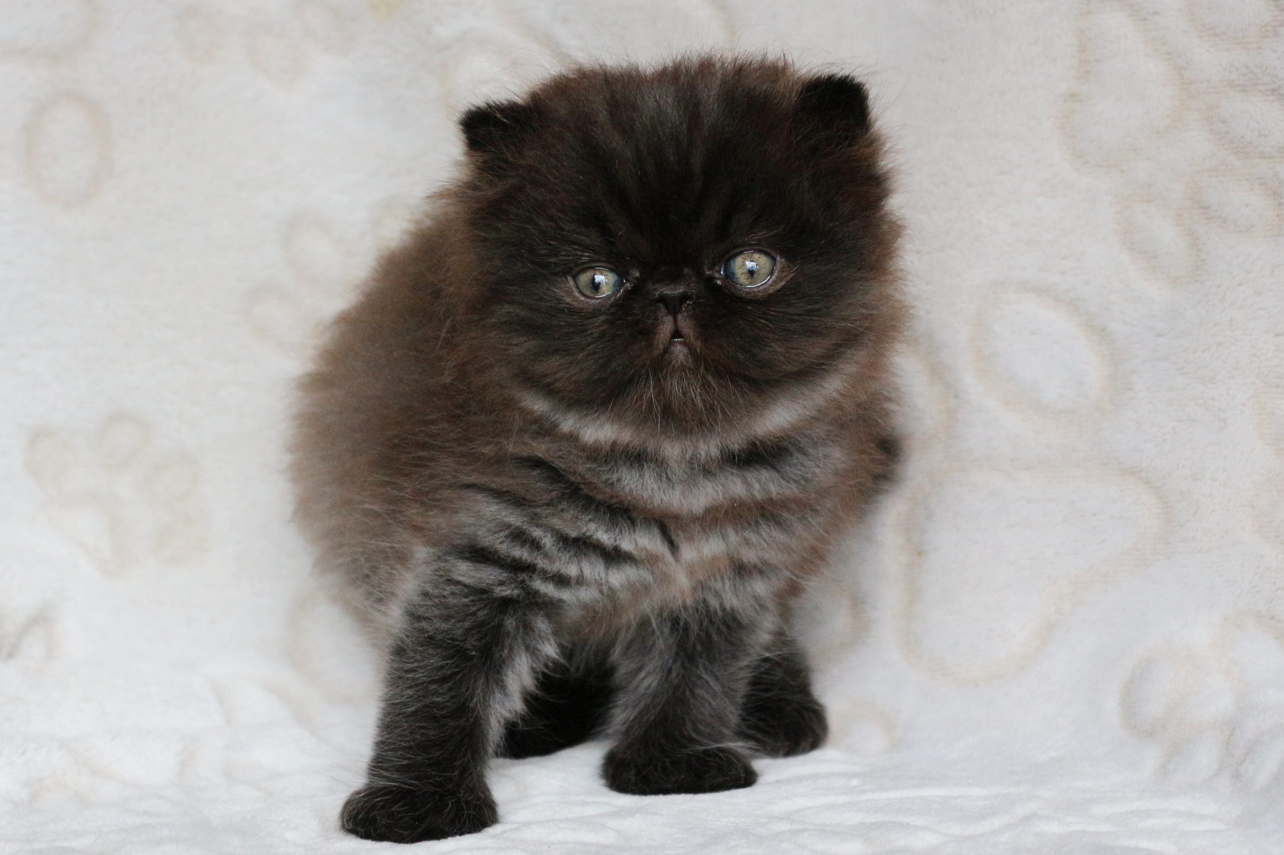 Naissance des bébés de Nina