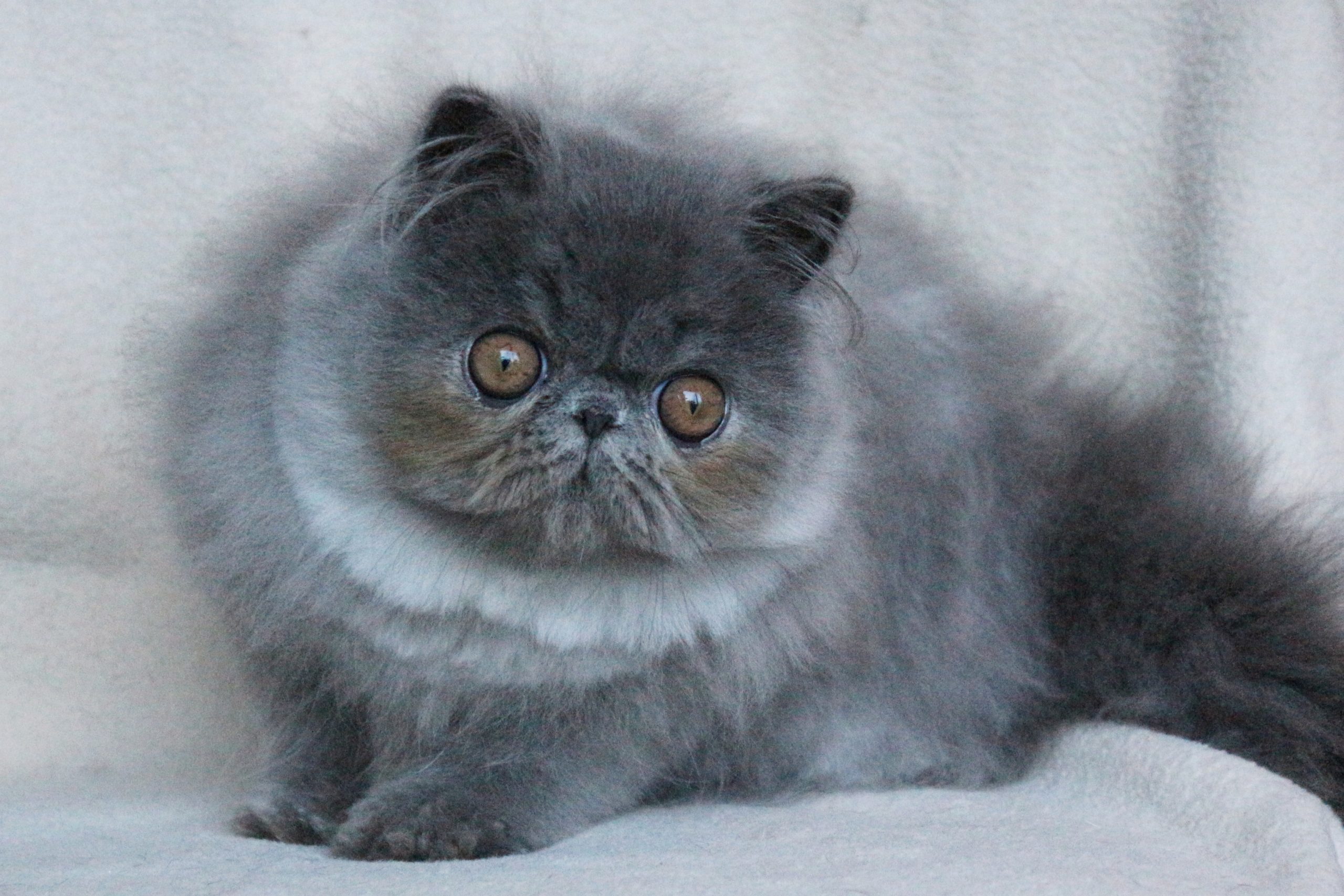 cropped-persian-cat-red.png