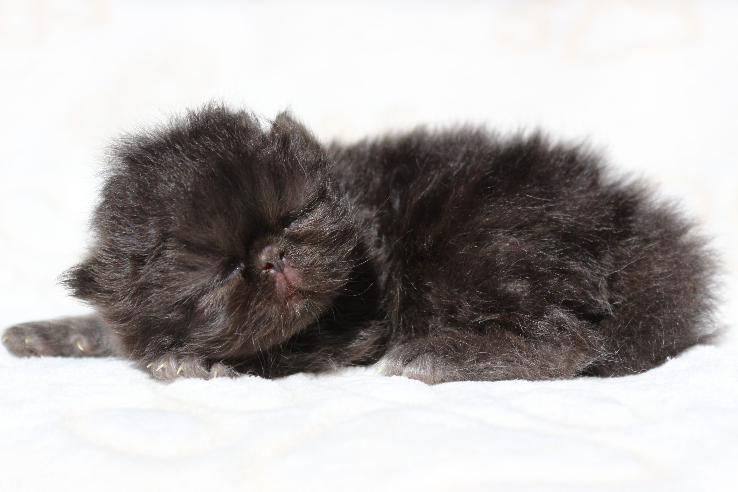 Photos des bébés de Nuit Etoilée