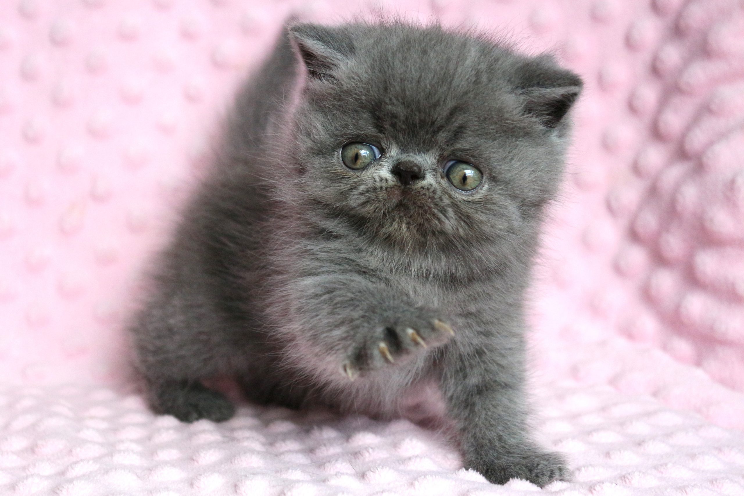 Les bébés de Pipa sont nés !