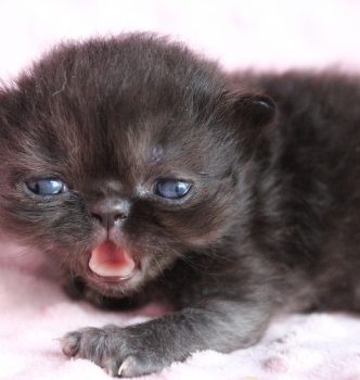 Naissance des bébés de Etoile