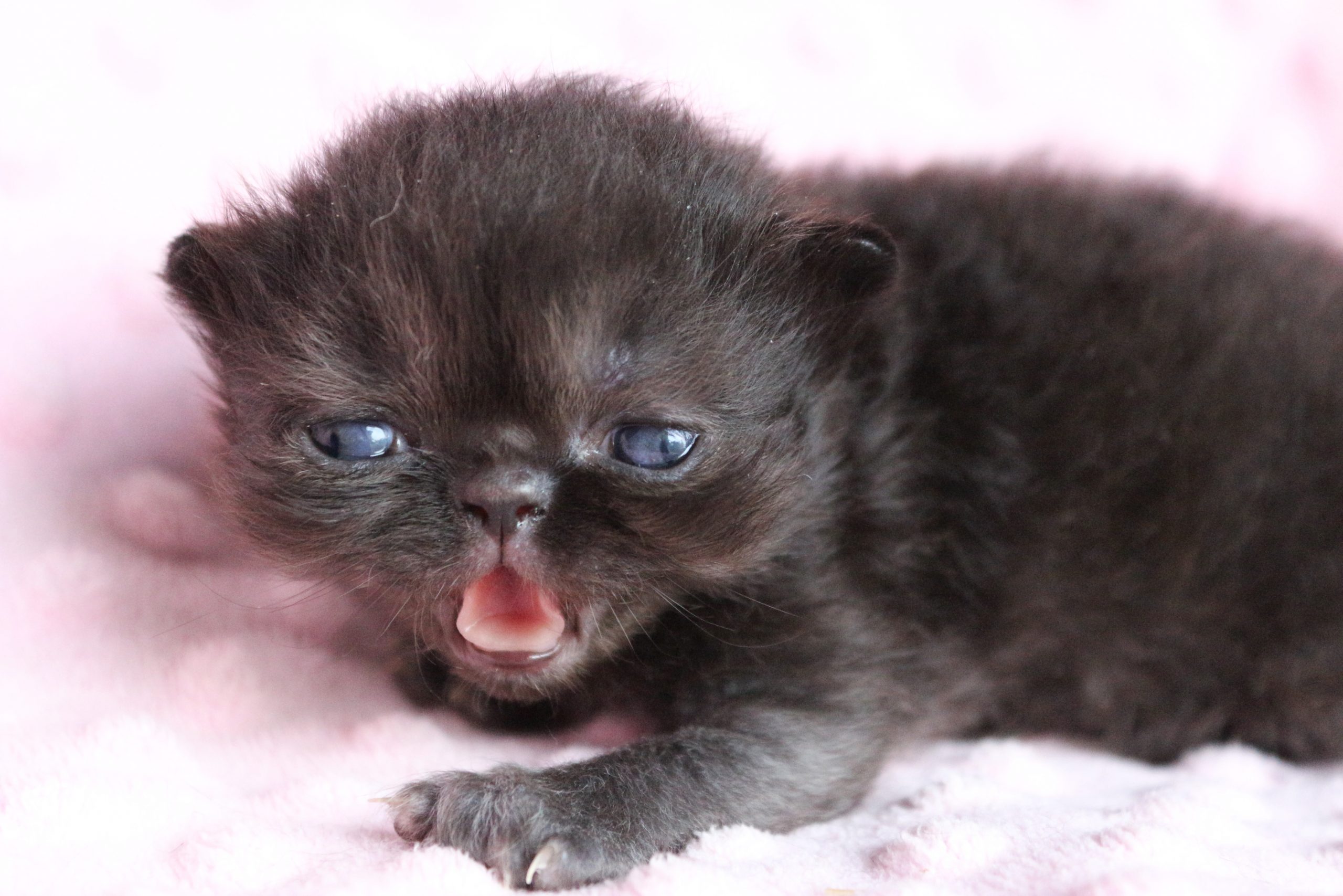 Naissance des bébés de Etoile