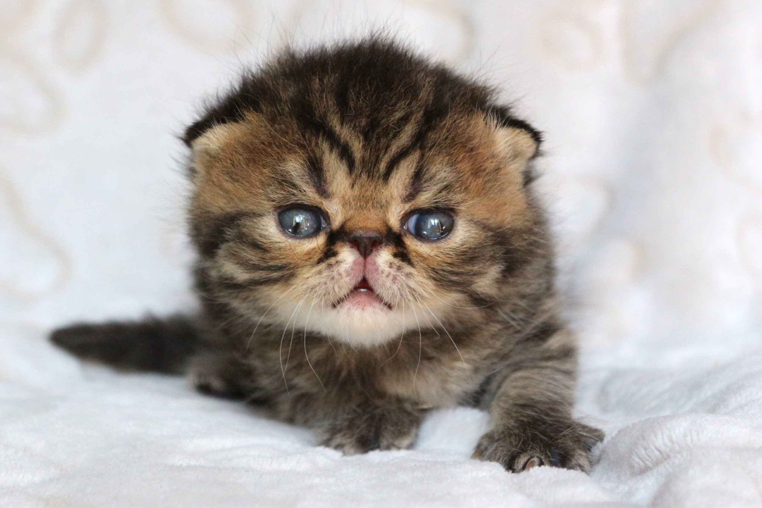 Portée surprise …