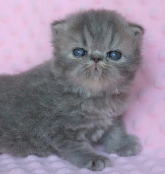 Saphire of Royal Fragrance