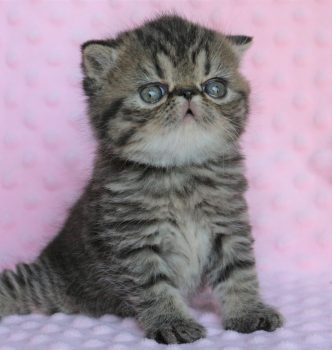 Safari of Royal Fragrance