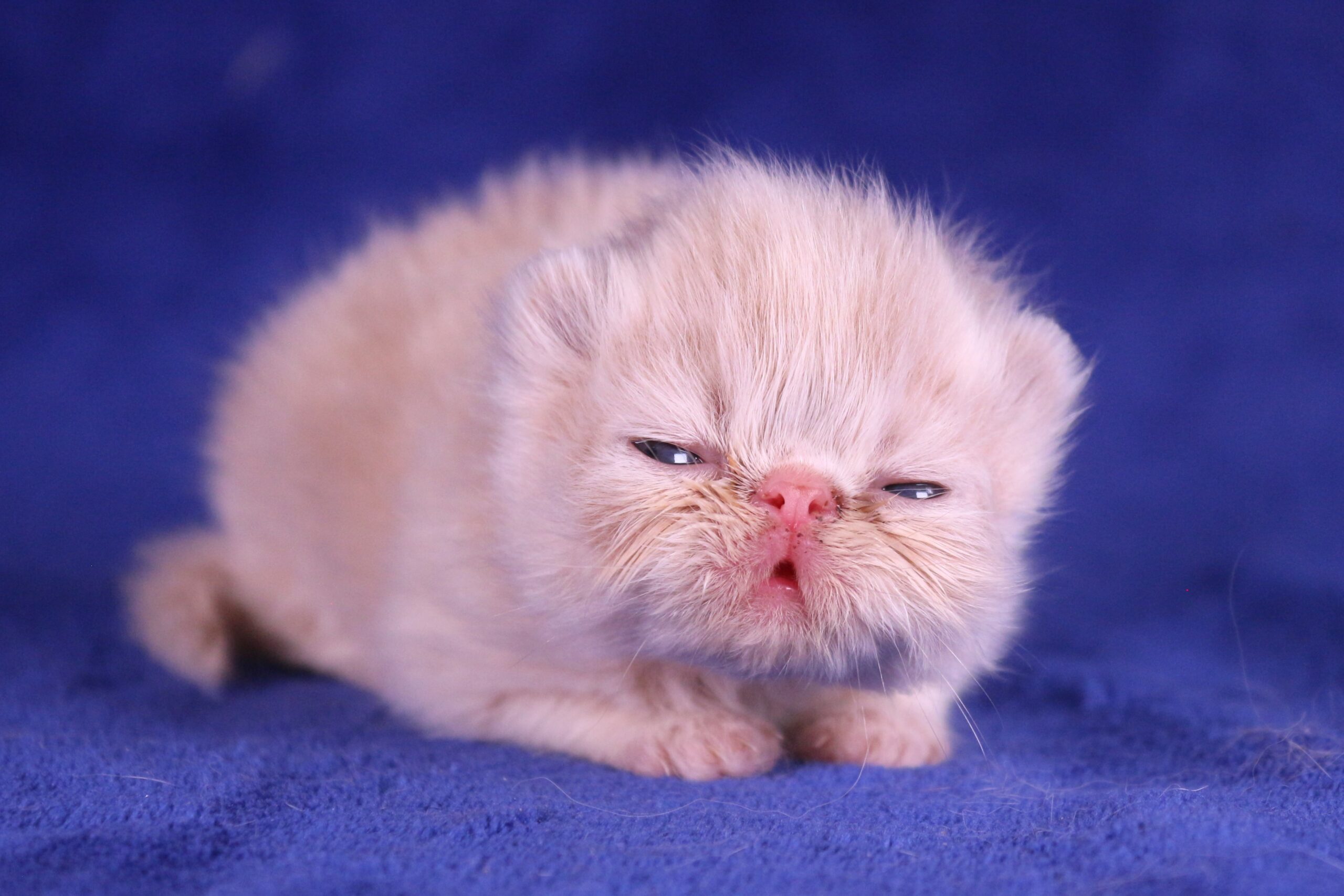 Umea of Royal Fragrance